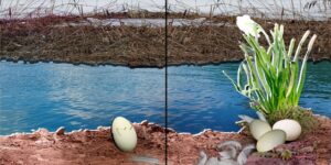 بيضة - كتاب تفاعلي