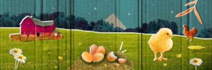بيضة - كتاب تفاعلي